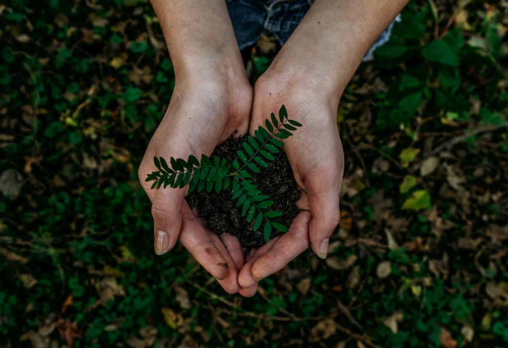 Manos en primer plano sosteniendo una planta