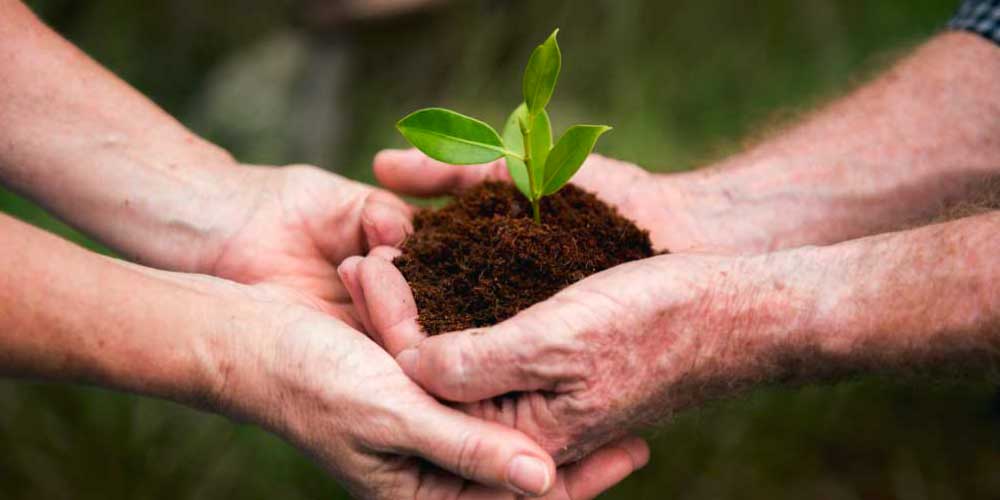 Dos personas sosteniendo una planta 